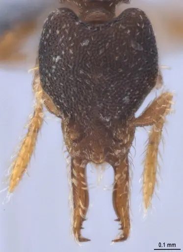 Strumigenys trieces specimen ANTWEB1053267 image antweb1053267_3