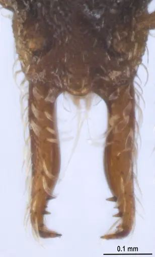 Strumigenys trieces specimen ANTWEB1053267 image antweb1053267_4