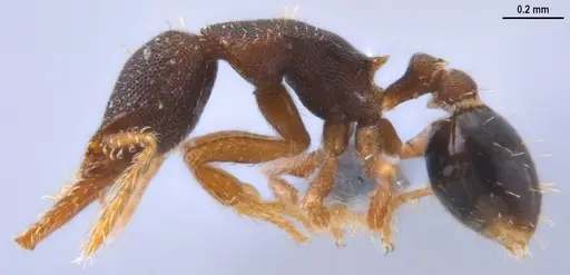 Strumigenys trieces specimen ANTWEB1053267 image antweb1053267_5