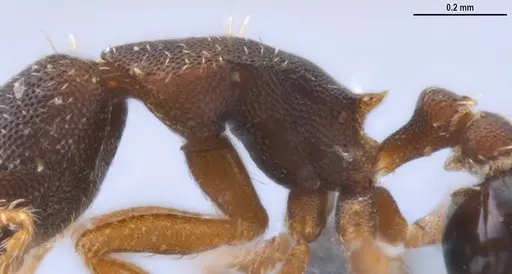 Strumigenys trieces specimen ANTWEB1053267 image antweb1053267_6