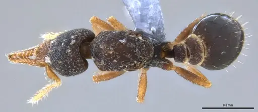 Strumigenys trieces specimen ANTWEB1053495 image antweb1053495_1