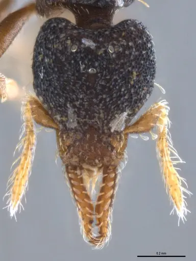Strumigenys trieces specimen ANTWEB1053495 image antweb1053495_3