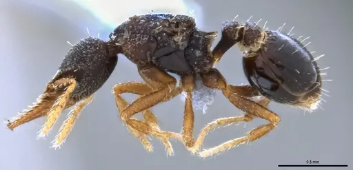 Strumigenys trieces specimen ANTWEB1053495 image antweb1053495_4