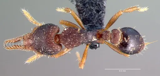 Strumigenys trieces specimen CASENT0039769 image casent0039769_1