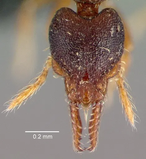 Strumigenys trieces specimen CASENT0039769 image casent0039769_2