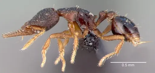 Strumigenys trieces specimen CASENT0039769 image casent0039769_3