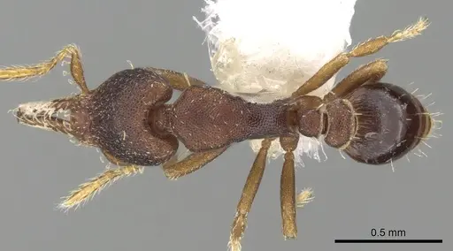 Strumigenys trieces specimen CASENT0281982 image casent0281982_1