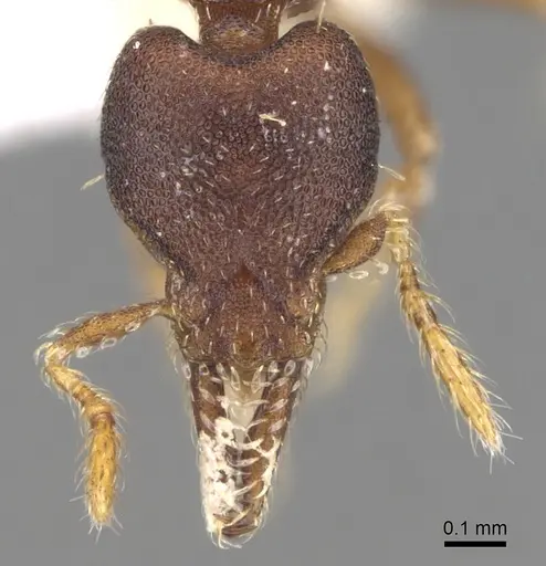 Strumigenys trieces specimen CASENT0281982 image casent0281982_2
