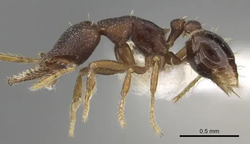 Strumigenys trieces specimen CASENT0281982 image casent0281982_3