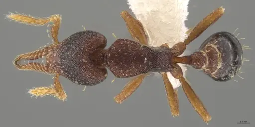Strumigenys trieces specimen CASENT0613312 image casent0613312_1