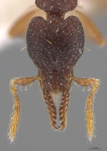 Strumigenys trieces specimen CASENT0613312 image casent0613312_2