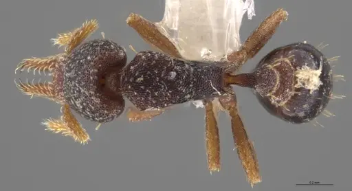 Strumigenys trieces specimen CASENT0628646 image casent0628646_1