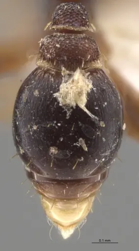Strumigenys trieces specimen CASENT0628646 image casent0628646_2