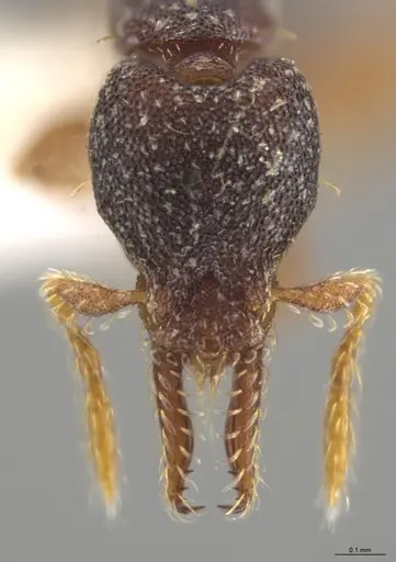 Strumigenys trieces specimen CASENT0628646 image casent0628646_3