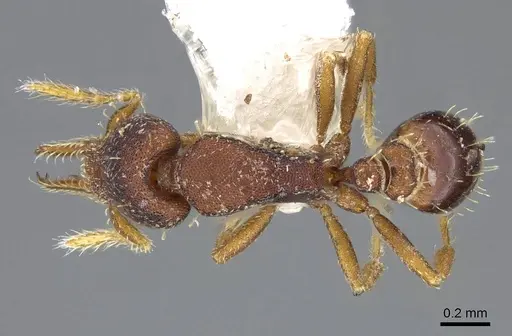 Strumigenys trieces specimen CASENT0914617 image casent0914617_1