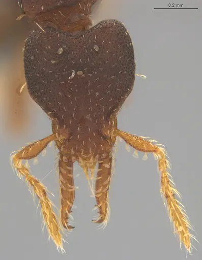 Strumigenys trieces specimen CASENT4036171 image casent4036171_1