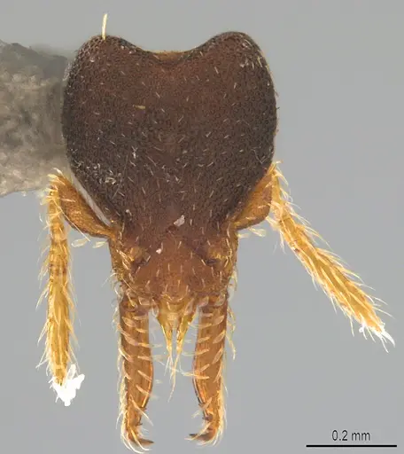 Strumigenys trieces specimen CASENT4036172 image casent4036172_1