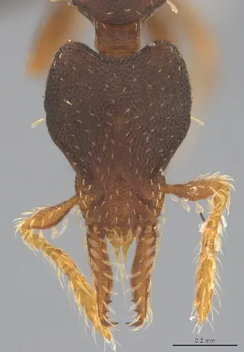 Strumigenys trieces specimen CASENT4036173 image casent4036173_1