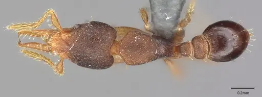 Strumigenys trieces specimen CASENT4036219 image casent4036219_1