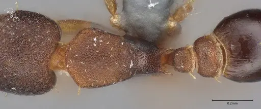 Strumigenys trieces specimen CASENT4036219 image casent4036219_2