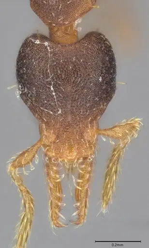 Strumigenys trieces specimen CASENT4036219 image casent4036219_3