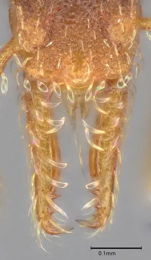 Strumigenys trieces specimen CASENT4036219 image casent4036219_4