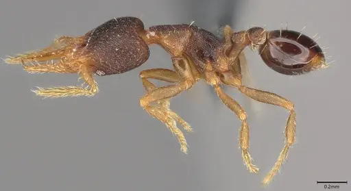 Strumigenys trieces specimen CASENT4036219 image casent4036219_5