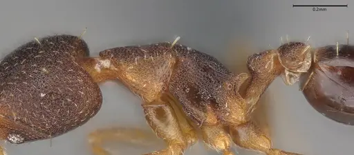 Strumigenys trieces specimen CASENT4036219 image casent4036219_6