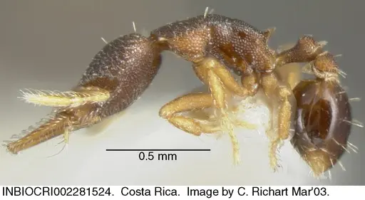 Strumigenys trieces specimen INBIOCRI002281524 image inbiocri002281524_2