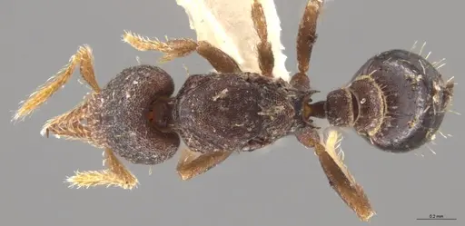 Strumigenys trieces specimen JTLC000005339 image jtlc000005339_1