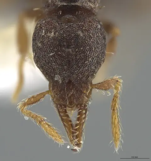 Strumigenys trieces specimen JTLC000005339 image jtlc000005339_3