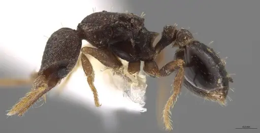 Strumigenys trieces specimen JTLC000005339 image jtlc000005339_4