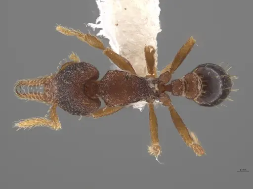 Strumigenys trieces specimen JTLC000005346 image jtlc000005346_1