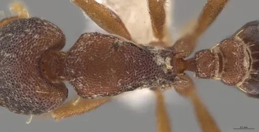 Strumigenys trieces specimen JTLC000005346 image jtlc000005346_2