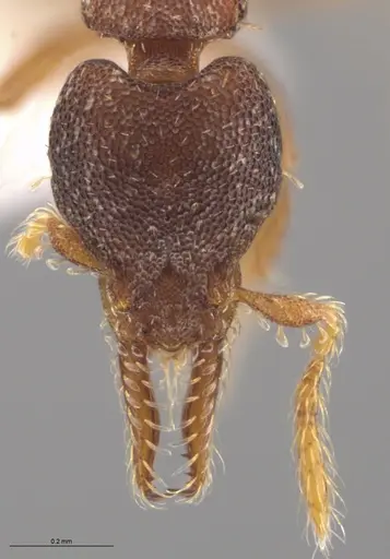 Strumigenys trieces specimen JTLC000005346 image jtlc000005346_3