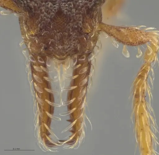 Strumigenys trieces specimen JTLC000005346 image jtlc000005346_4