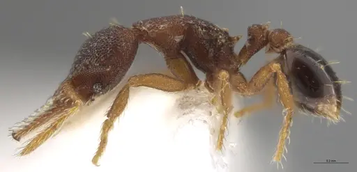 Strumigenys trieces specimen JTLC000005346 image jtlc000005346_5