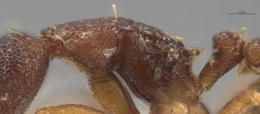 Strumigenys trieces specimen JTLC000005346 image jtlc000005346_6