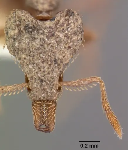 Strumigenys tritomea specimen CASENT0102574 image casent0102574_2