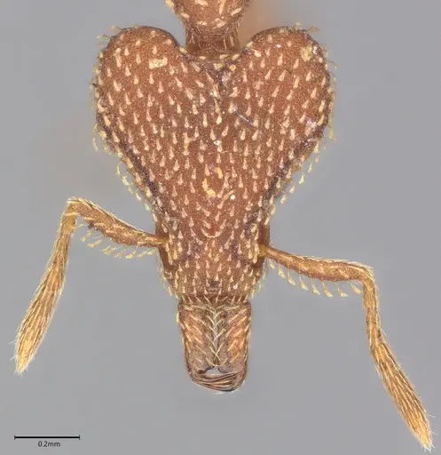 Strumigenys tritomea specimen CASENT0728914 image casent0728914_1