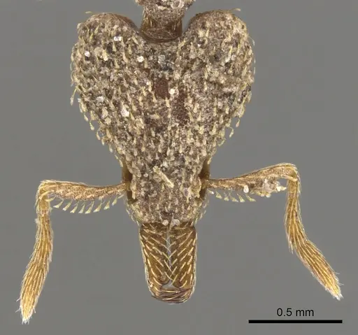 Strumigenys tritomea specimen CASENT0900751 image casent0900751_2