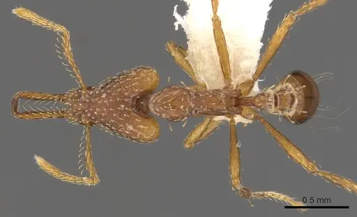 Strumigenys trixodens specimen CASENT0900749 image casent0900749_1