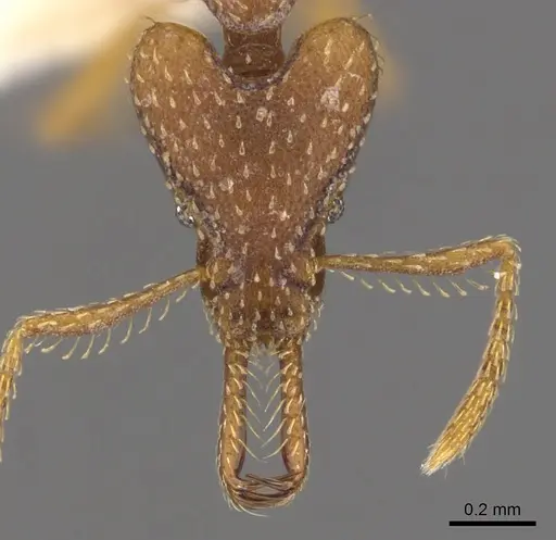 Strumigenys trixodens specimen CASENT0900749 image casent0900749_2