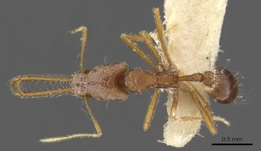 Strumigenys trudifera specimen CASENT0900440 image casent0900440_1