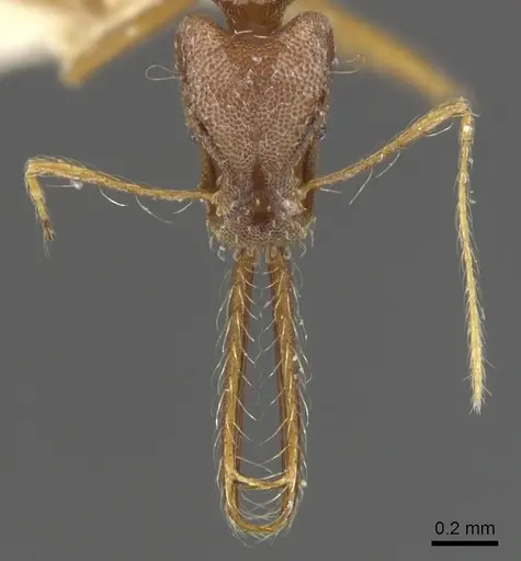 Strumigenys trudifera specimen CASENT0900440 image casent0900440_2