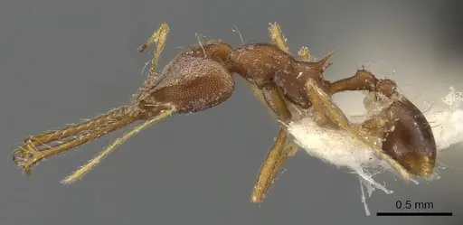 Strumigenys trudifera specimen CASENT0900440 image casent0900440_3