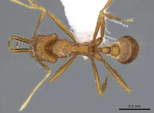 Strumigenys trudifera specimen CASENT0914756 image casent0914756_1