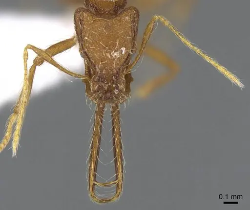 Strumigenys trudifera specimen CASENT0914756 image casent0914756_2