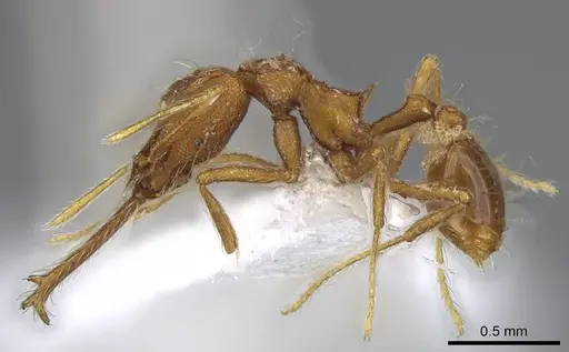 Strumigenys trudifera specimen CASENT0914756 image casent0914756_3