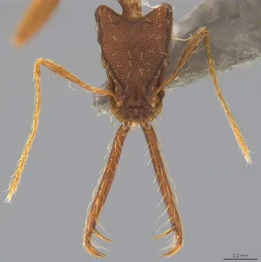 Strumigenys trudifera specimen CASENT4036195 image casent4036195_1
